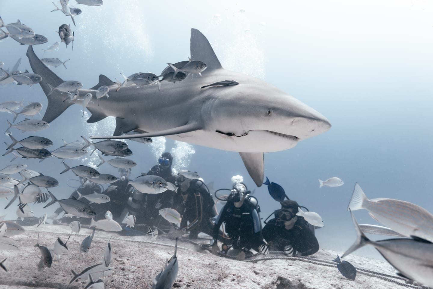 Requin Bouledogue Banc Poissons